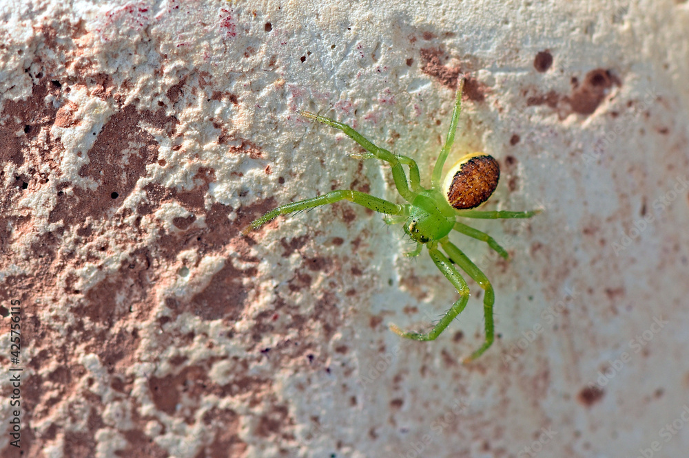 Grüne Krabbenspinne (Diaea dorsata) bzw. Grünbraune Krabbenspinne