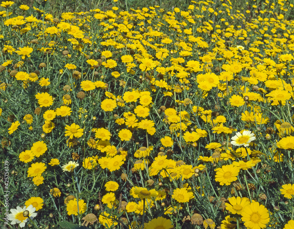 Flower Field Flower Field