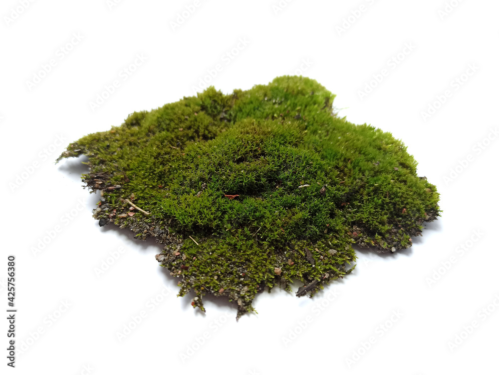 Fototapeta premium moss isolated on white background