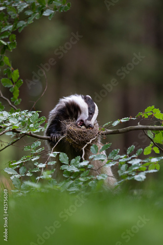 Badger in forest. Wild animal. Hunter.