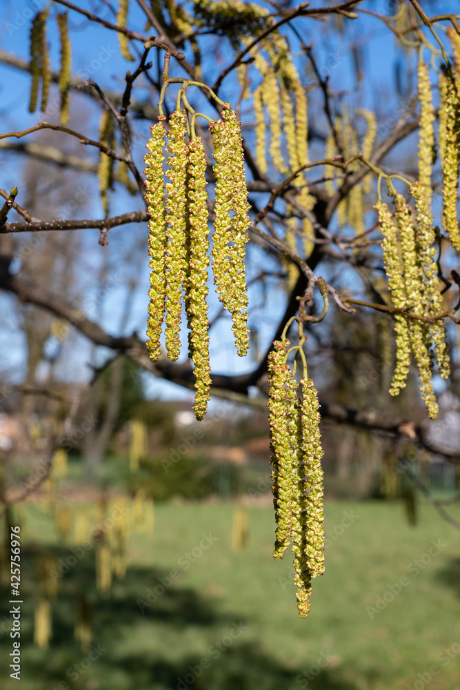 Naklejka premium close up of alder tree greasby wirral february 2021