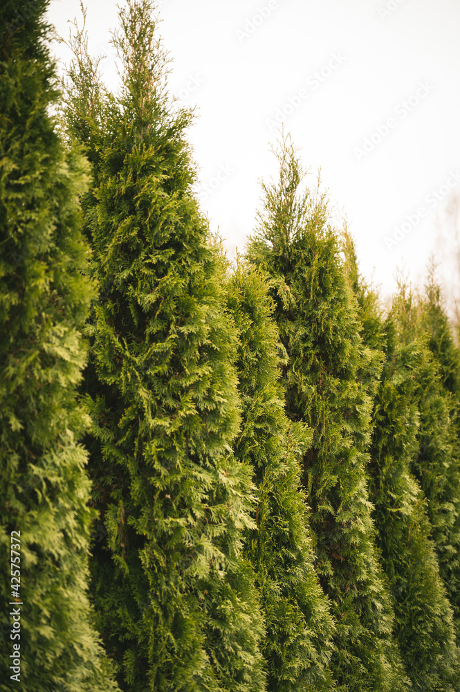 Row of green thuja trees in garden. Landscape design. White cloudy sky. Row of green thuja trees in garden. Landscape design. White cloudy sky.