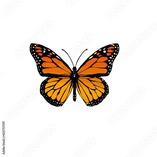 Schmetterling Orange 