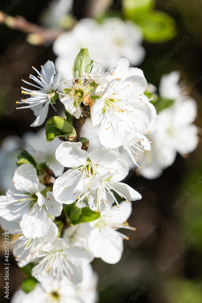 white blossom on a tree in the early Spring Upton Wirral April 2021 white blossom on a tree in the early Spring Upton Wirral April 2021