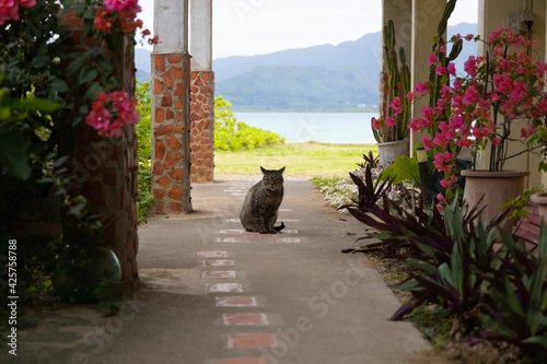猫