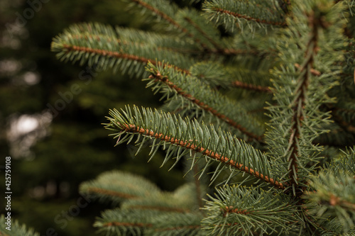 Close-up of green spruce branch. Tree in forest. Beautiful nature. White cloudy sky.