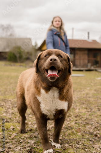 Portrait of a large brown happy dog. Girl holding leash on background. Walking with the dog. Early spring. Cloudy sky.