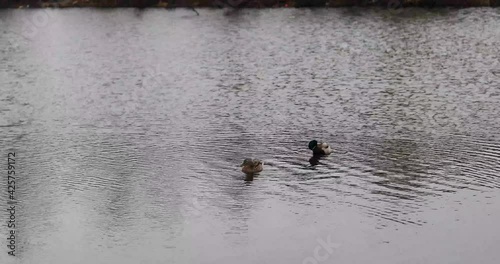 female duck swims with two drakes on the lake photo