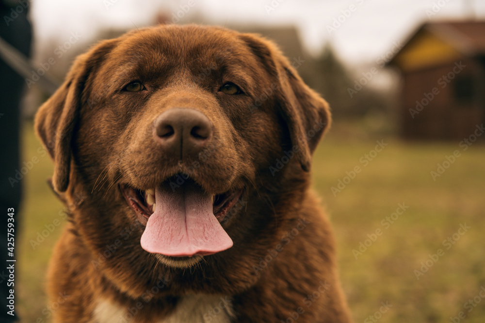 Portrait of a large brown happy dog. Man holding leash on background. Walking with the dog. Early spring. Cloudy sky. Portrait of a large brown happy dog. Man holding leash on background. Walking with the dog. Early spring. Cloudy sky.