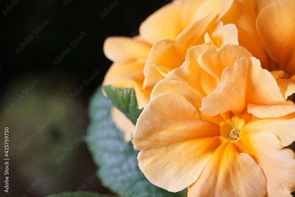 Obraz premium Flower close ups