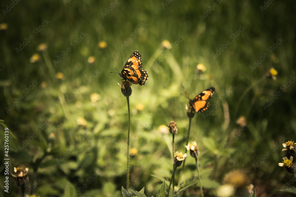 butterflies on small flowers in the garden butterflies on small flowers in the garden