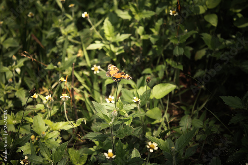 butterfly on a small flower in the garden