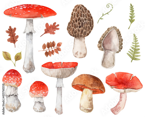 Set of hand painted mushrooms. Watercolor botanical illustrations