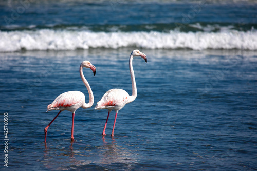 Flamingos on the shore in Namibia