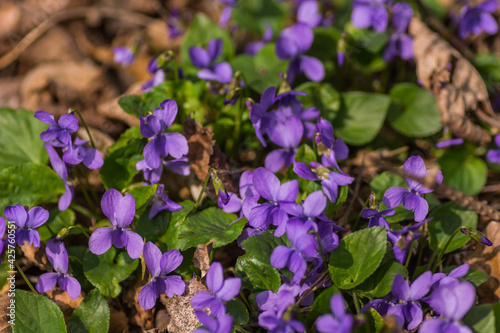 many fragrant violets in the sun and spring