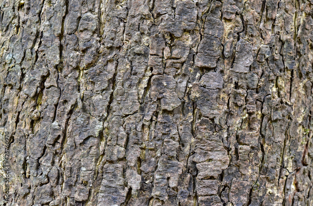 Selective focus of Tree bark for texture background. Selective focus of Tree bark for texture background.