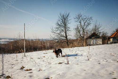 A herd of sheep walking across a snow covered field