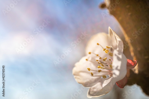 Aprikosenblüte blüht im Frühjahr in der wärmenden Sonne mit Textfreiraum photo