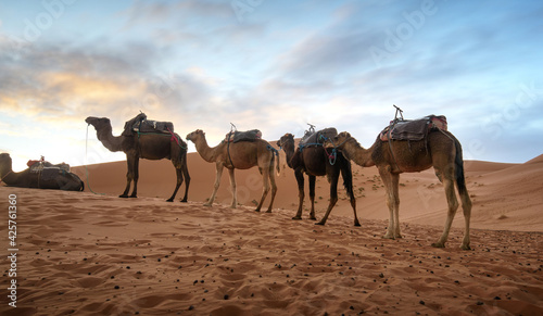 Sunset over the dunes in the Sahara desert. Beautiful sand landscape with stunning sky and  camel caravan.