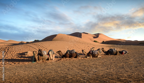 Sunset over the dunes in the Sahara desert. Beautiful sand landscape with stunning sky and  camel caravan.