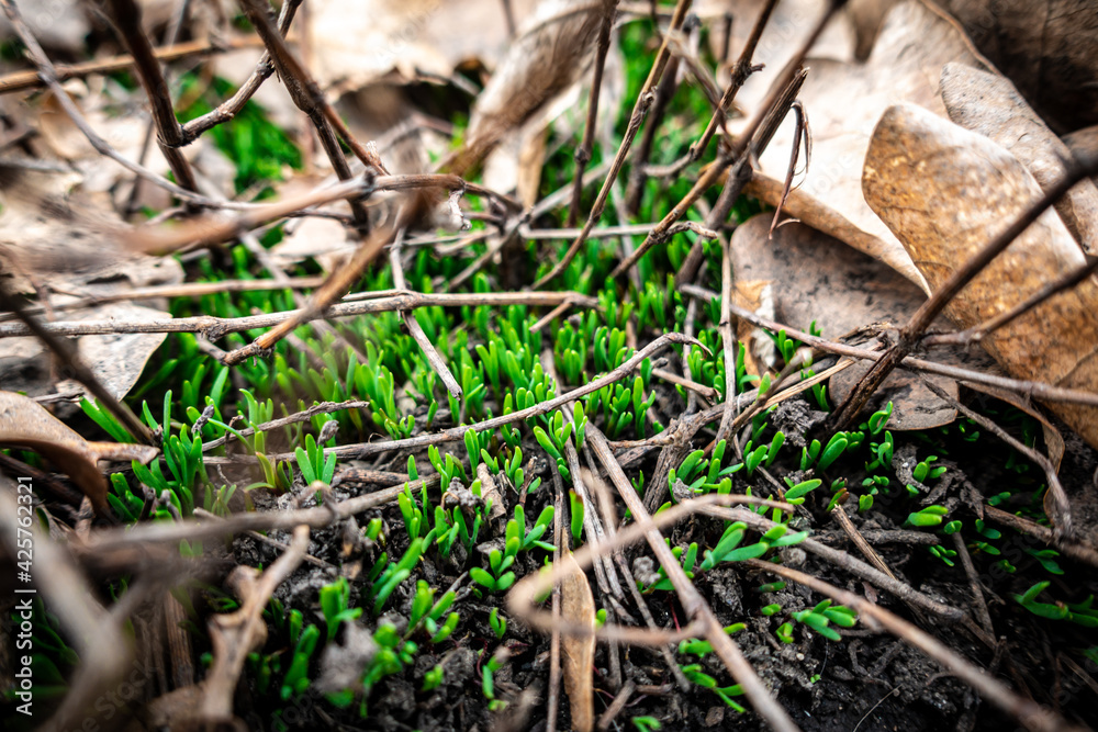 Natural background with green grass sprouts in the forest Natural background with green grass sprouts in the forest