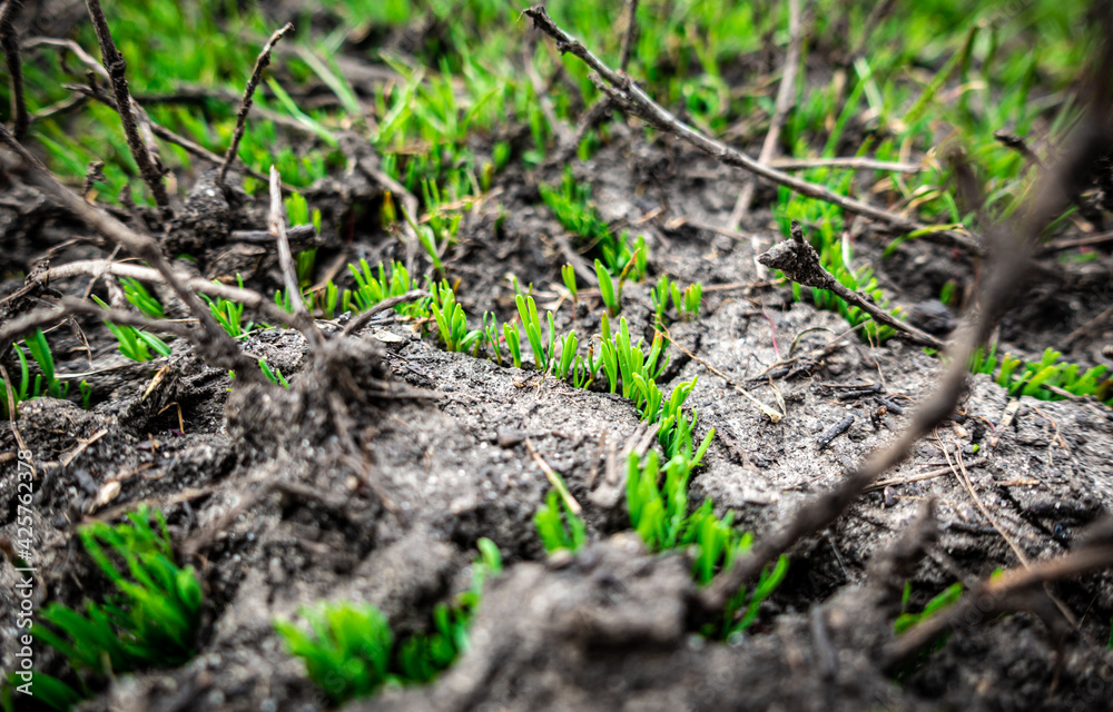 Natural background with green grass sprouts on cracked soil