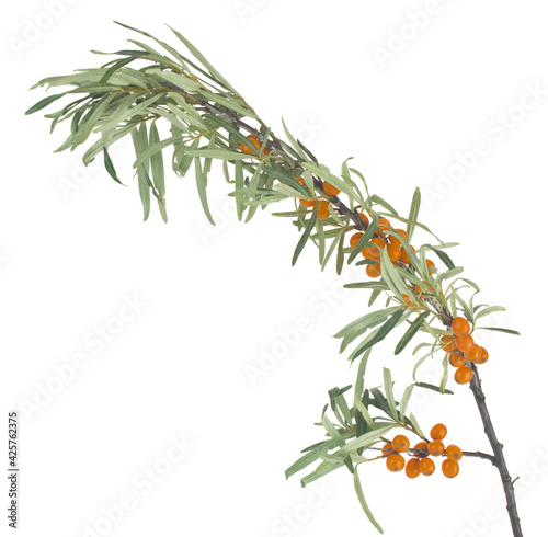 Branch with sea buckthorn berries isolated on white background close-up. © Valerii Zan