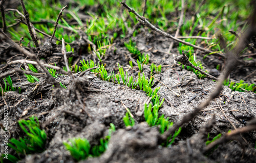 Natural background with green grass sprouts on cracked soil