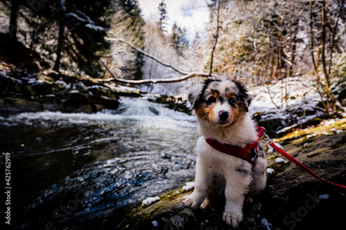 Fototapeta Naklejka Na Ścianę i Meble -  Adorable Australian Shepherd puppy on mountains adventure.