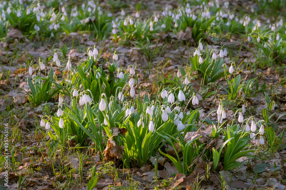 Beautiful snowdrops in spring forest