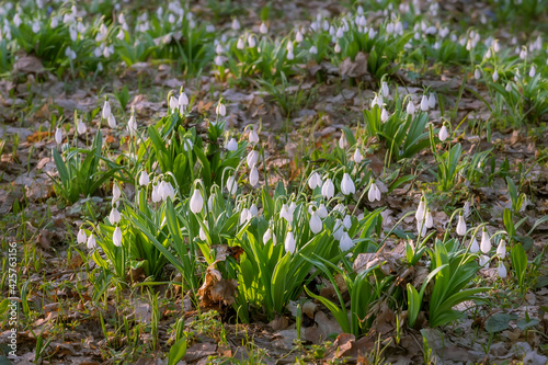 Beautiful snowdrops in spring forest