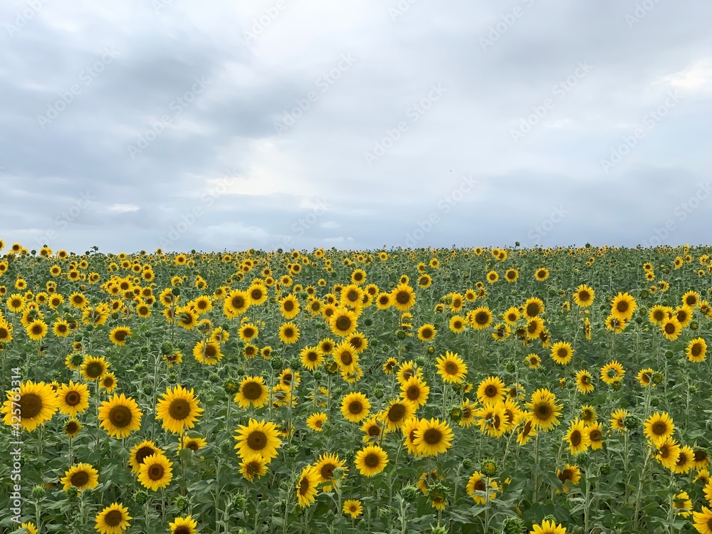 Fototapeta premium Visão panorâmica de um campo de girassol