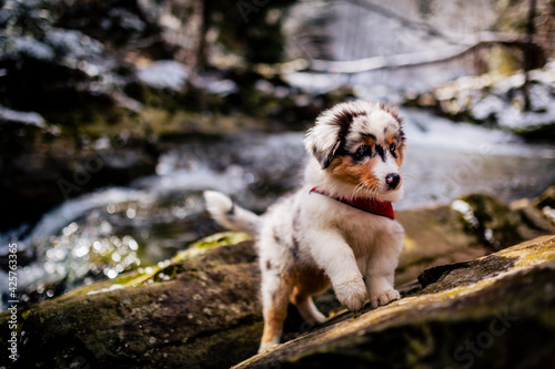 Fototapeta Naklejka Na Ścianę i Meble -  Adorable Australian Shepherd puppy on mountains adventure.