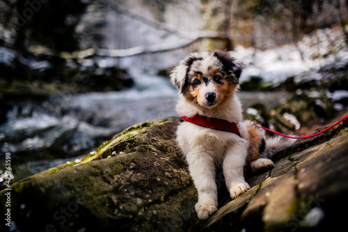 Fototapeta Naklejka Na Ścianę i Meble -  Adorable Australian Shepherd puppy on mountains adventure.