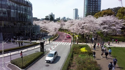 東京都港区六本木の街中に咲く満開の桜