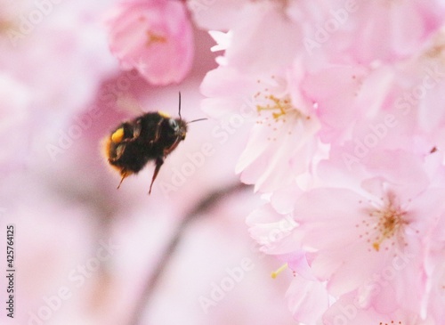 Wildbiene an Kirschblüte