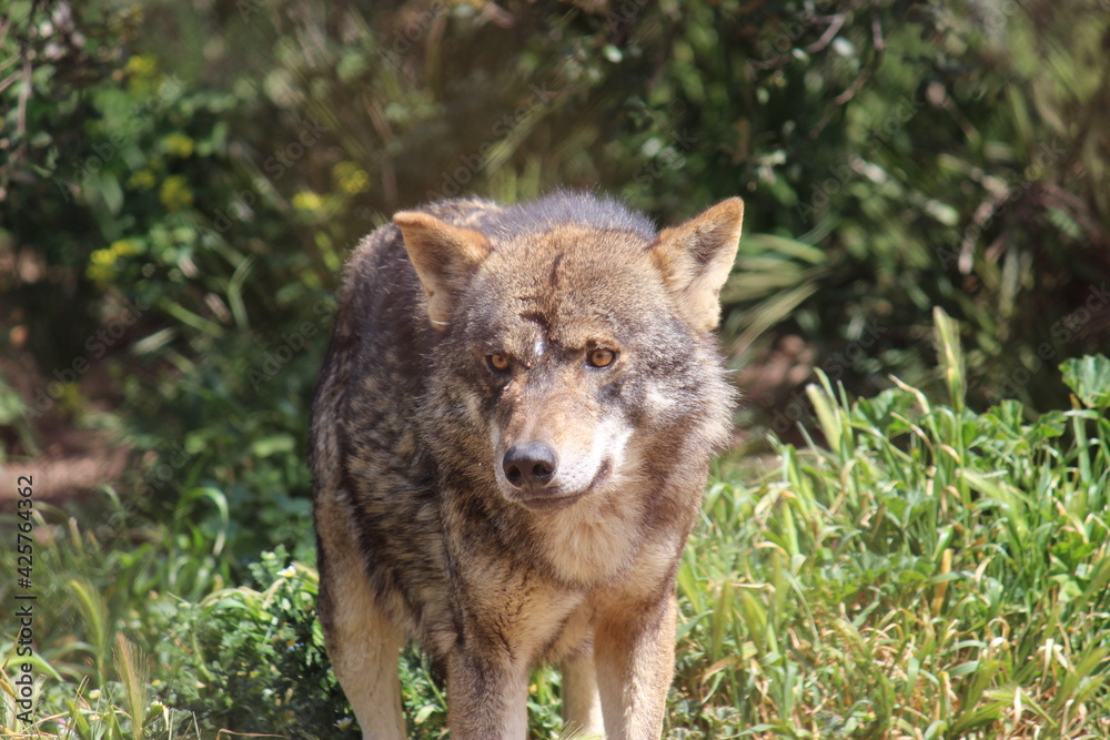 Fototapeta premium Lobo en cautividad en plena naturaleza , lobo iberico , europeo y de la tundra