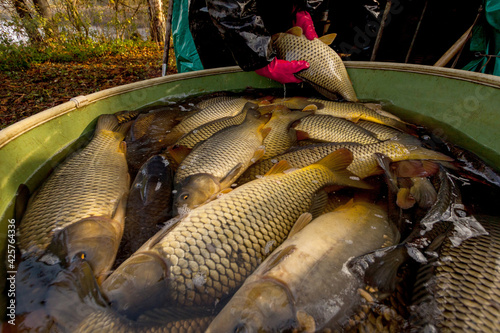 Obraz na plátne Autumn harvest of carps from fishpond to christmas markets in Czech republic