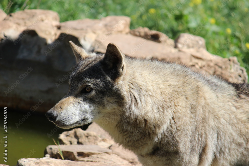 Lobo en cautividad en plena naturaleza , lobo iberico , europeo y de la tundra Lobo en cautividad en plena naturaleza , lobo iberico , europeo y de la tundra
