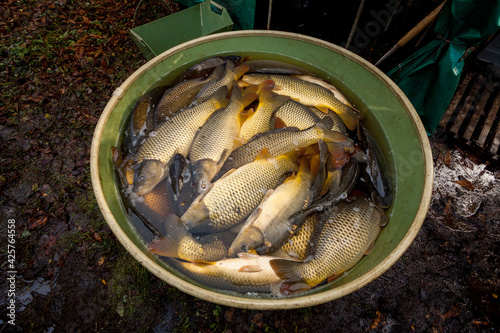 Autumn harvest of carps from fishpond to christmas markets in Czech republic.