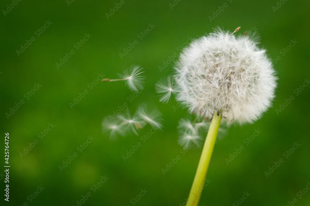 Fototapeta premium Dandelion in a field