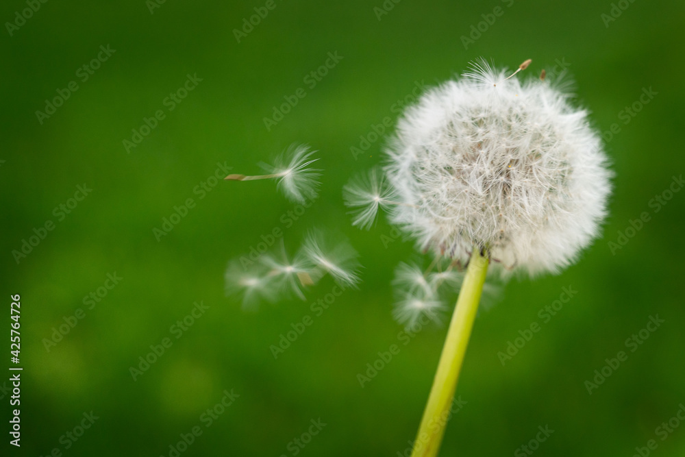Dandelion in a field