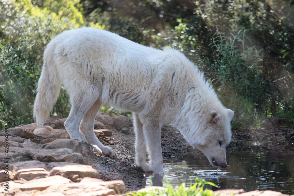 Lobo en cautividad en plena naturaleza , lobo iberico , europeo y de la tundra Lobo en cautividad en plena naturaleza , lobo iberico , europeo y de la tundra