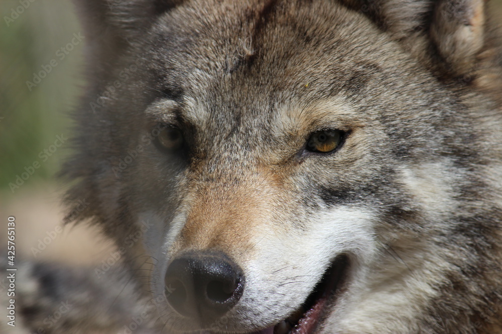 Lobo en cautividad en plena naturaleza , lobo iberico , europeo y de la tundra Lobo en cautividad en plena naturaleza , lobo iberico , europeo y de la tundra