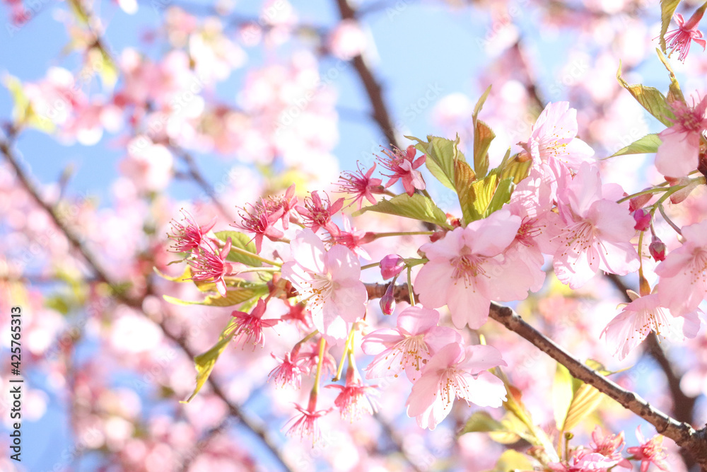 さくら 桜 サクラ 淡い 春満開 花見 ピンク 花びら 美しい 綺麗 優美