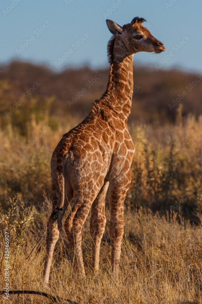 New born baby giraffe enjoying the sun New born baby giraffe enjoying the sun
