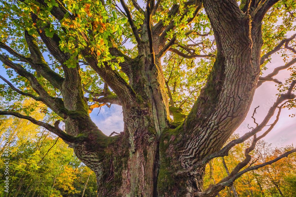 Fototapeta premium The trunk of old oak tree, evening light