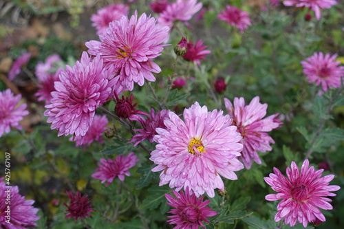 Light pink flowers of Chrysanthemums with droplets of water in November