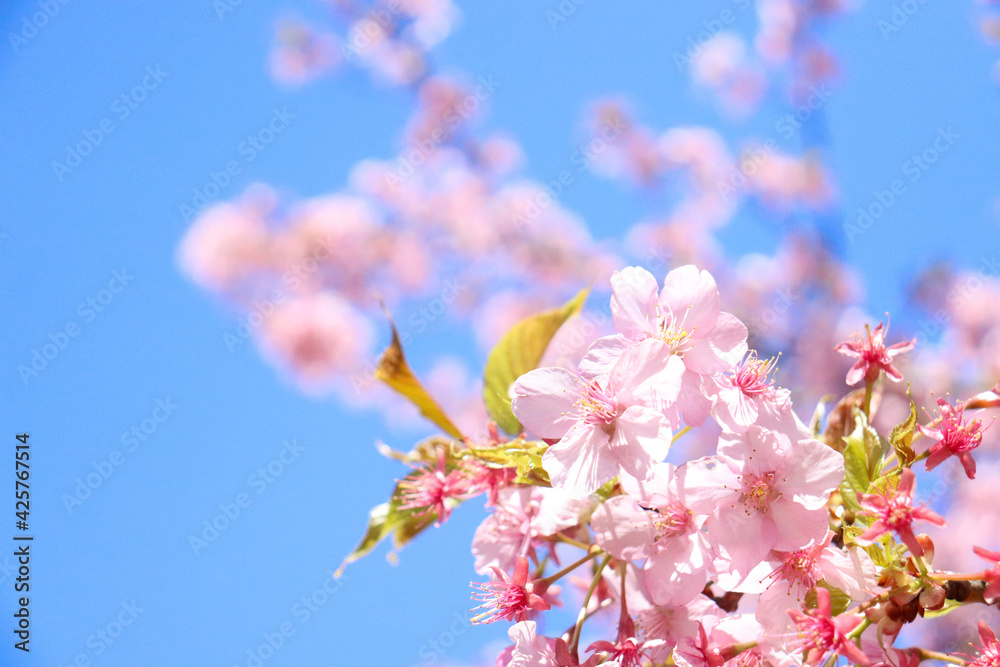 さくら 桜 サクラ 満開 花見 優美 可憐 青空 美しい ピンク かわいい 春 卒業