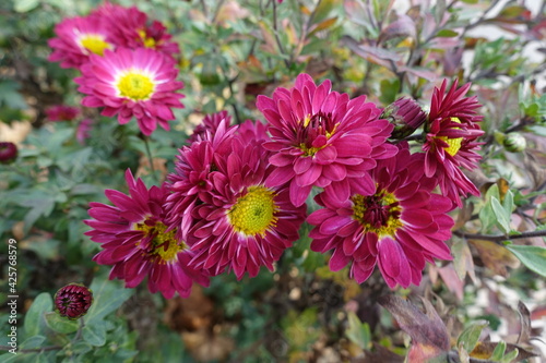 Group of ruby red and yellow flowers of Chrysanthemums in November